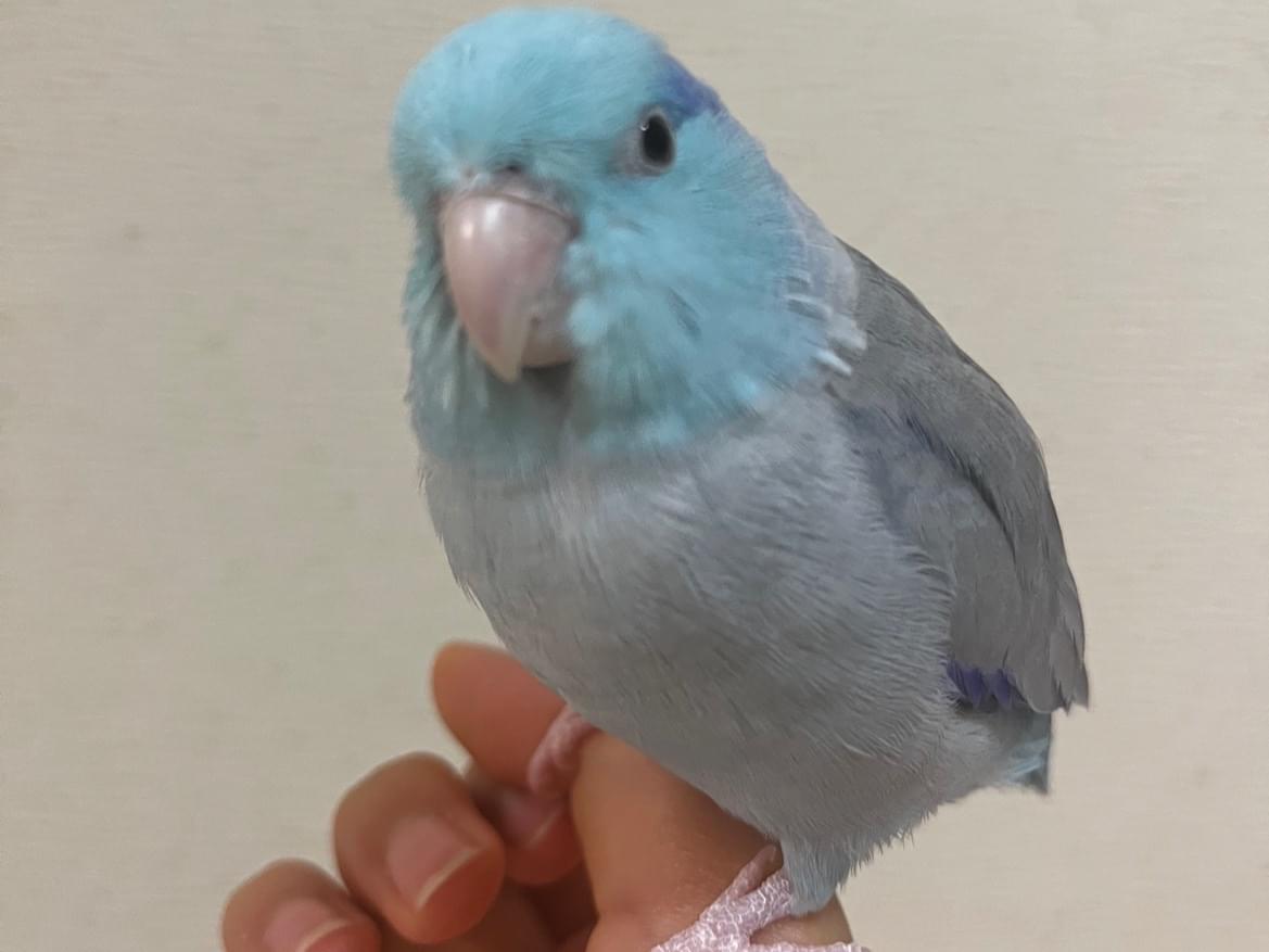 あおちゃん あおちゃん