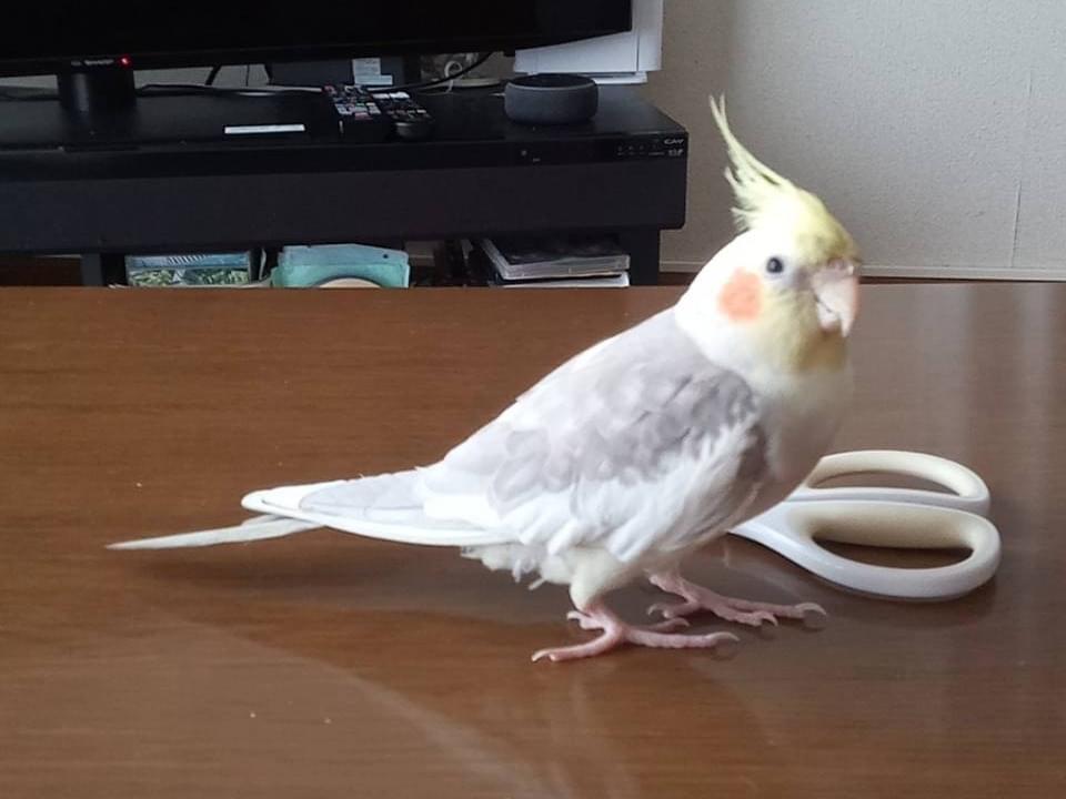 リュカちゃん リュカちゃん