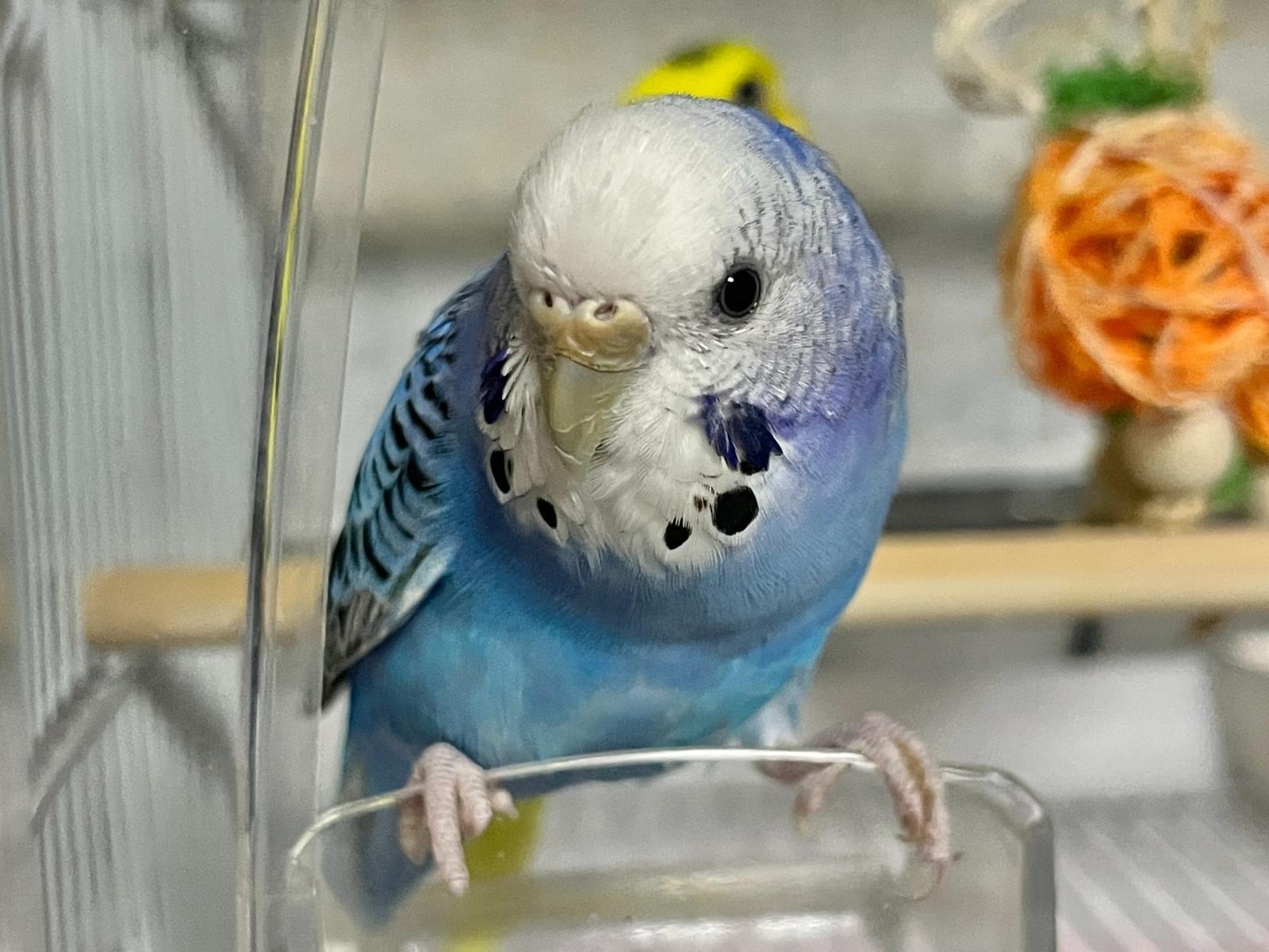 わさびちゃん わさびちゃん