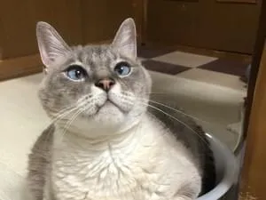 シャムっぽい顔をしたグレーの雑種猫を探しています