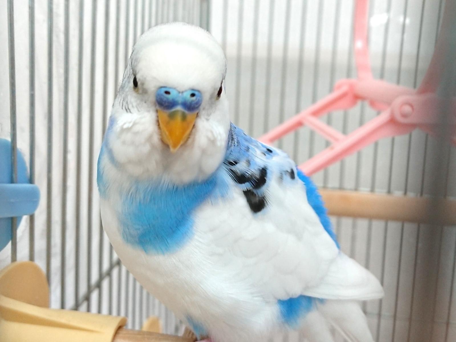 ぴぴちゃん ぴぴちゃん
