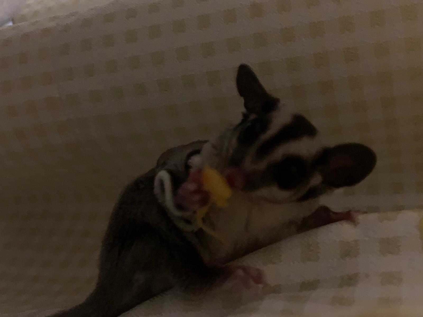 ねろちゃん ねろちゃん