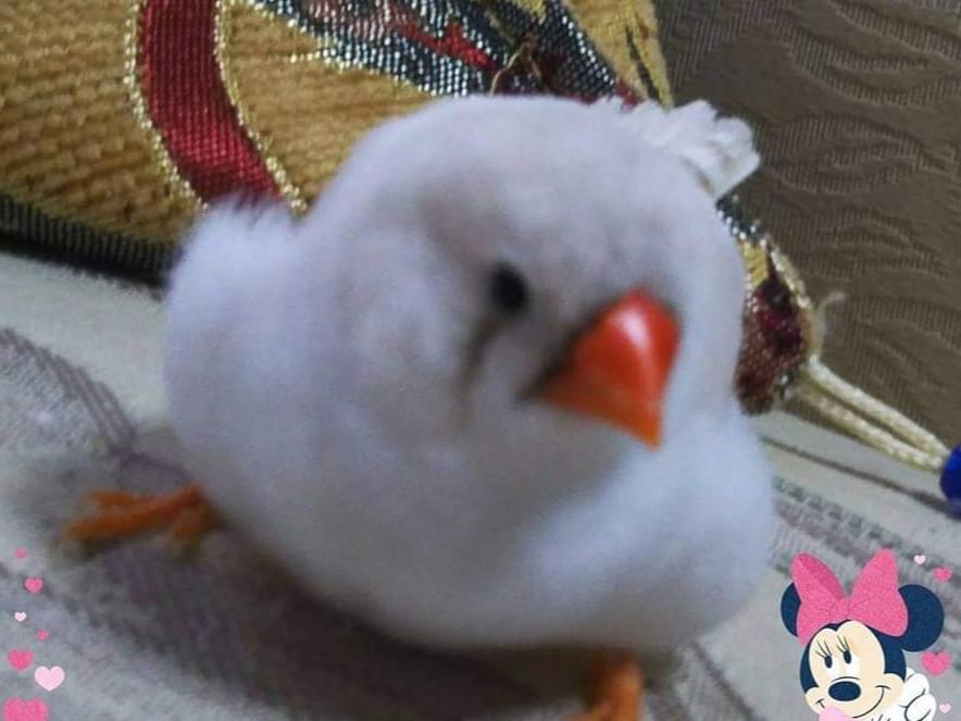 ネージュちゃん ネージュちゃん