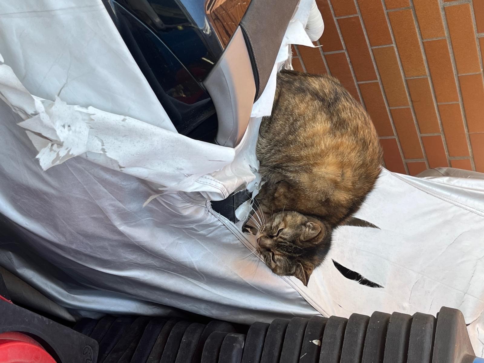 目撃された猫 目撃された猫