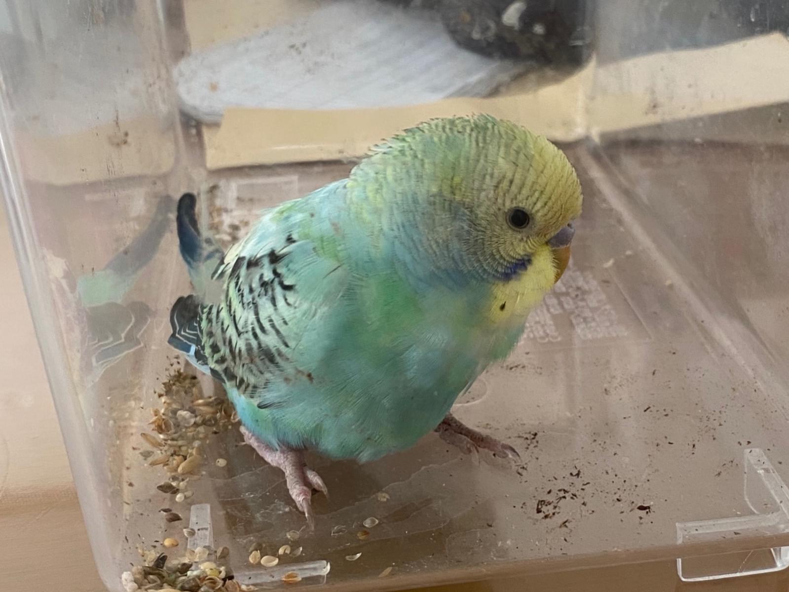 保護された鳥 保護された鳥