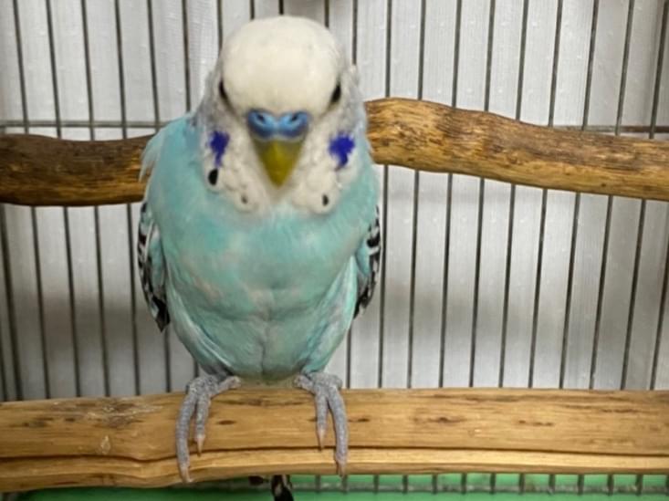 保護された鳥 保護された鳥