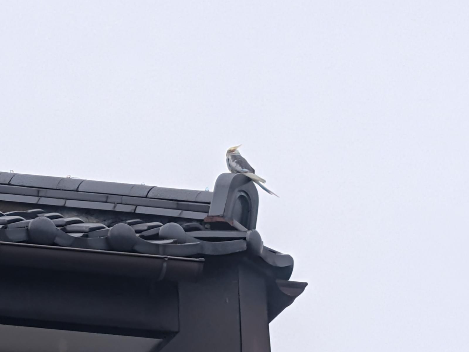 目撃された鳥 目撃された鳥