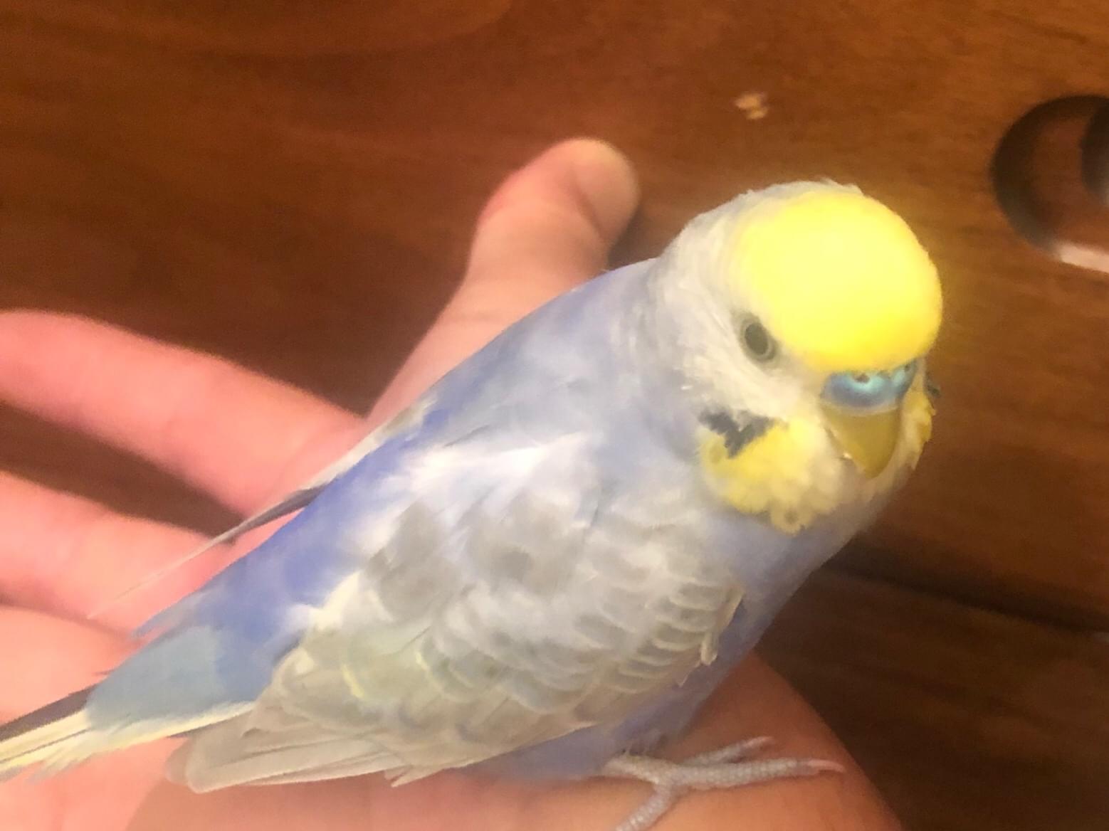 保護された鳥 保護された鳥