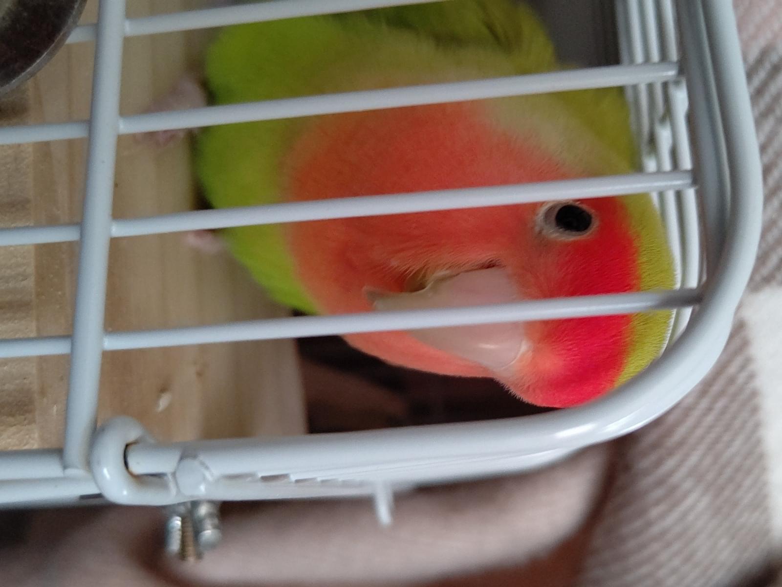 グリちゃん グリちゃん