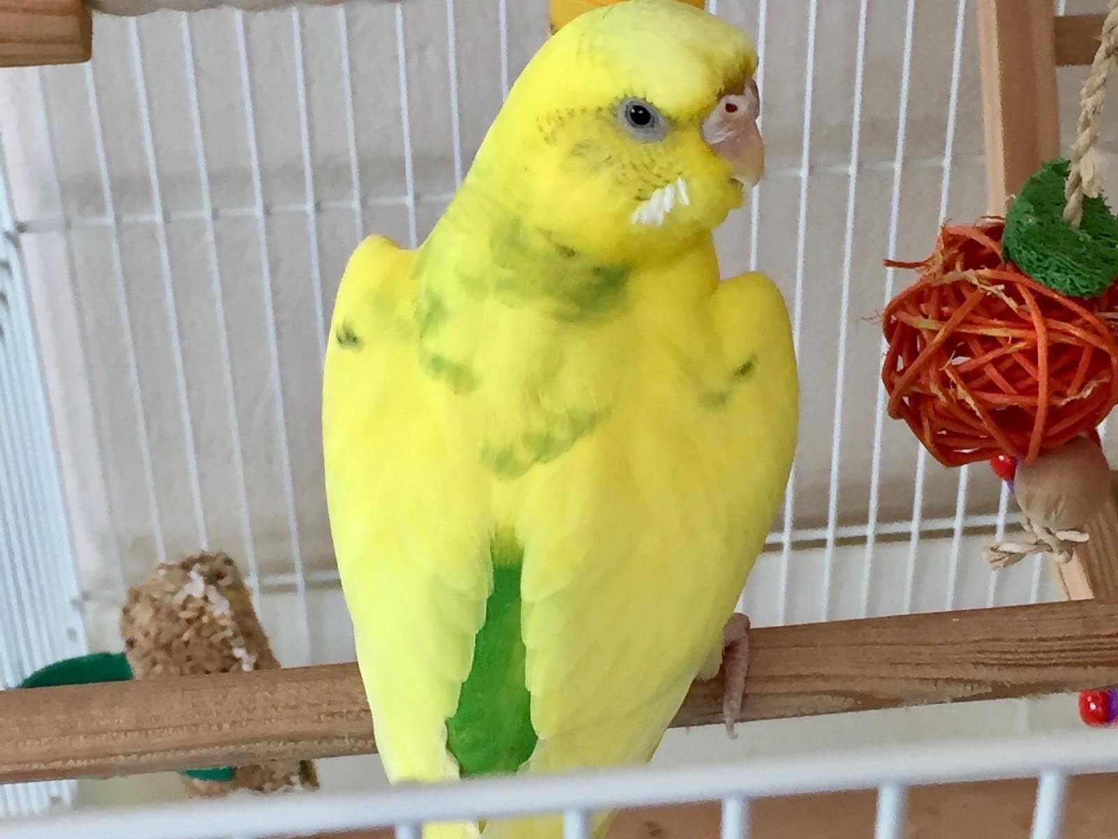 ぴーちゃん ぴーちゃん