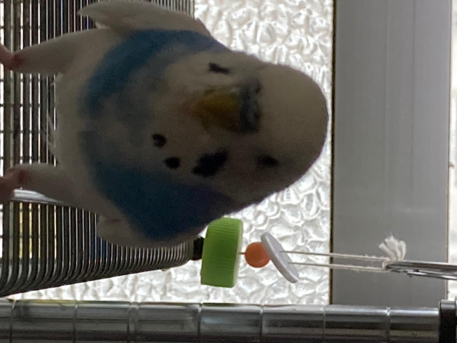 カイちゃん カイちゃん