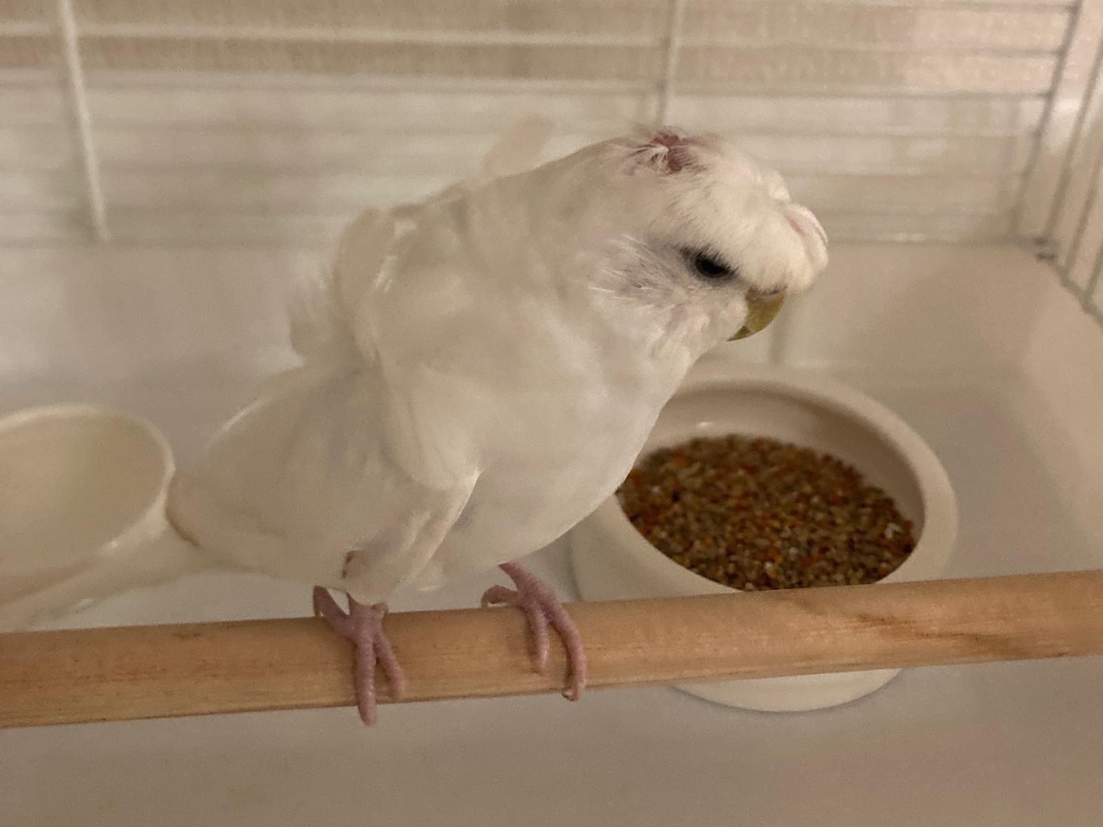 保護された鳥 保護された鳥