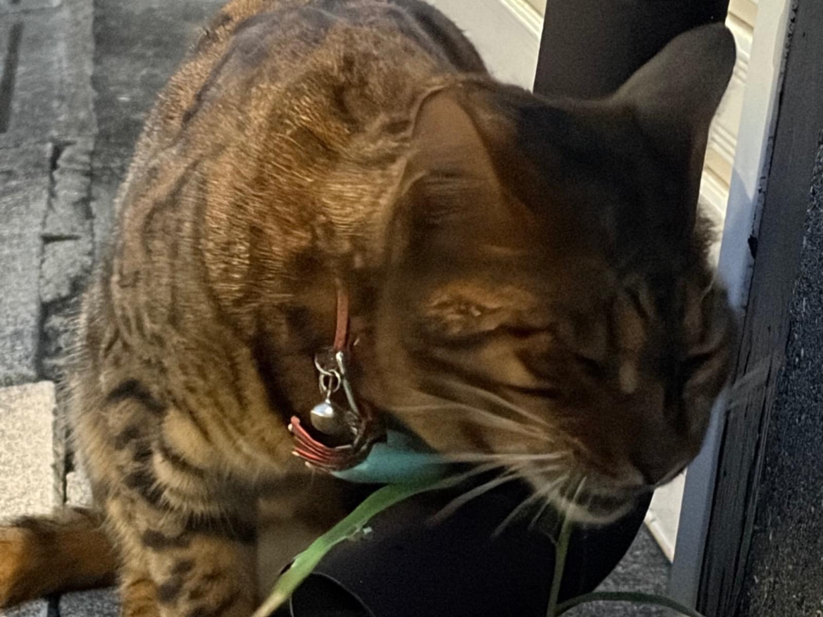 目撃された猫 目撃された猫