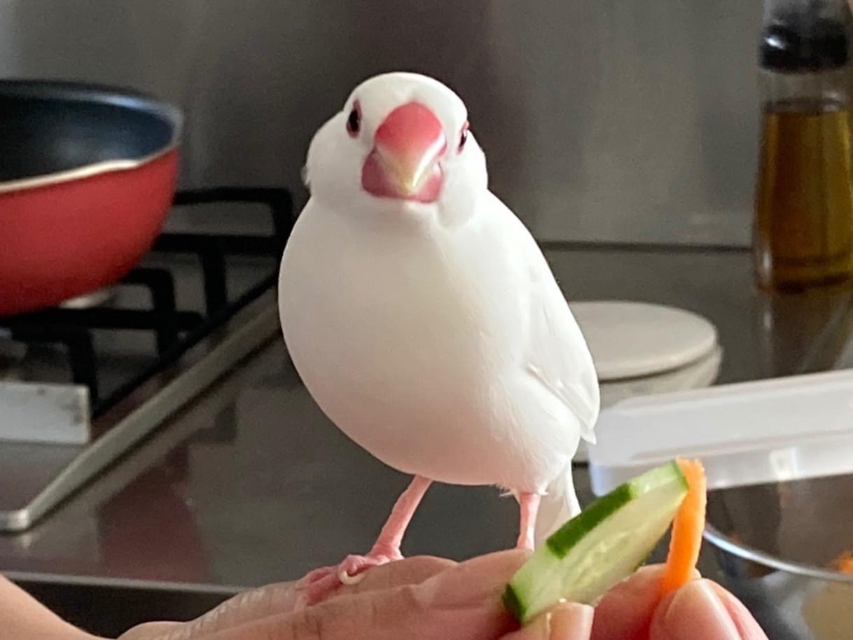 ゴンちゃん ゴンちゃん