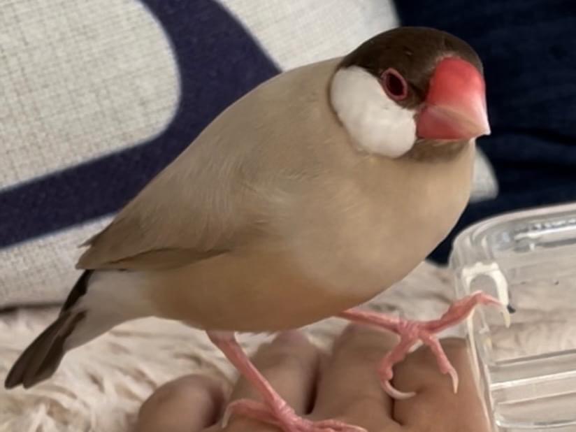 ふーちゃん ふーちゃん