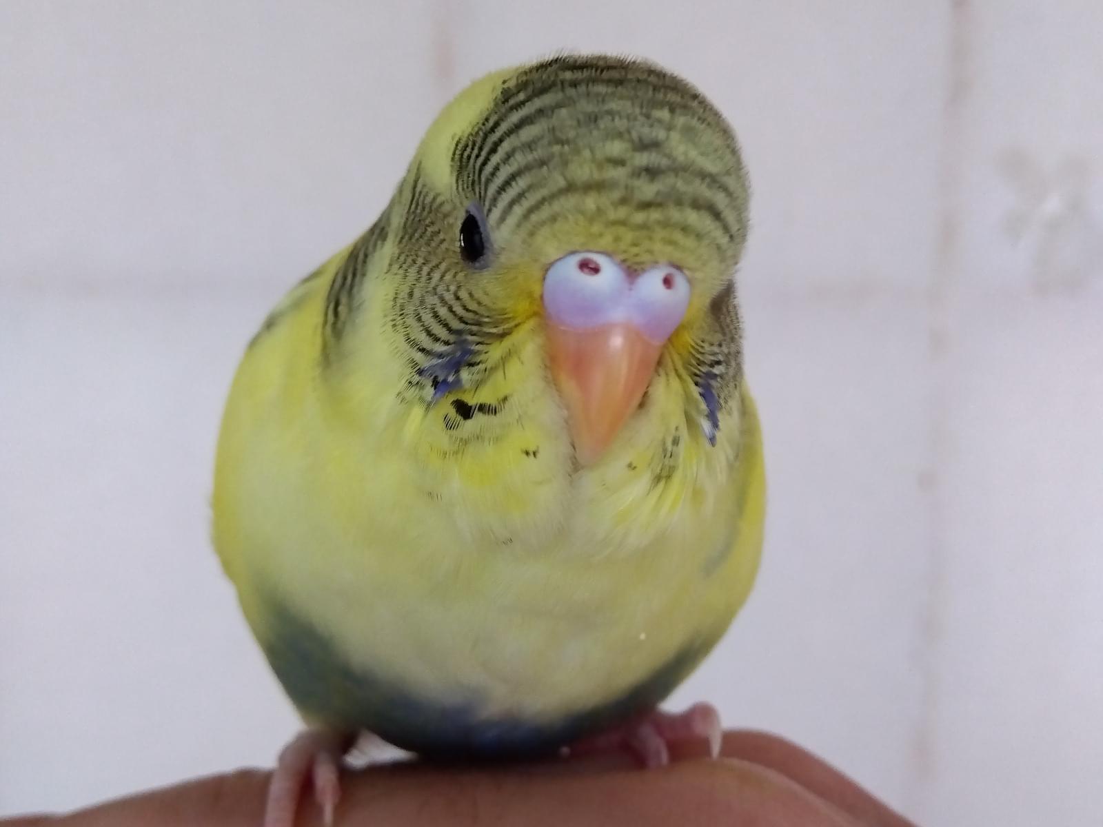 ピッピちゃん ピッピちゃん