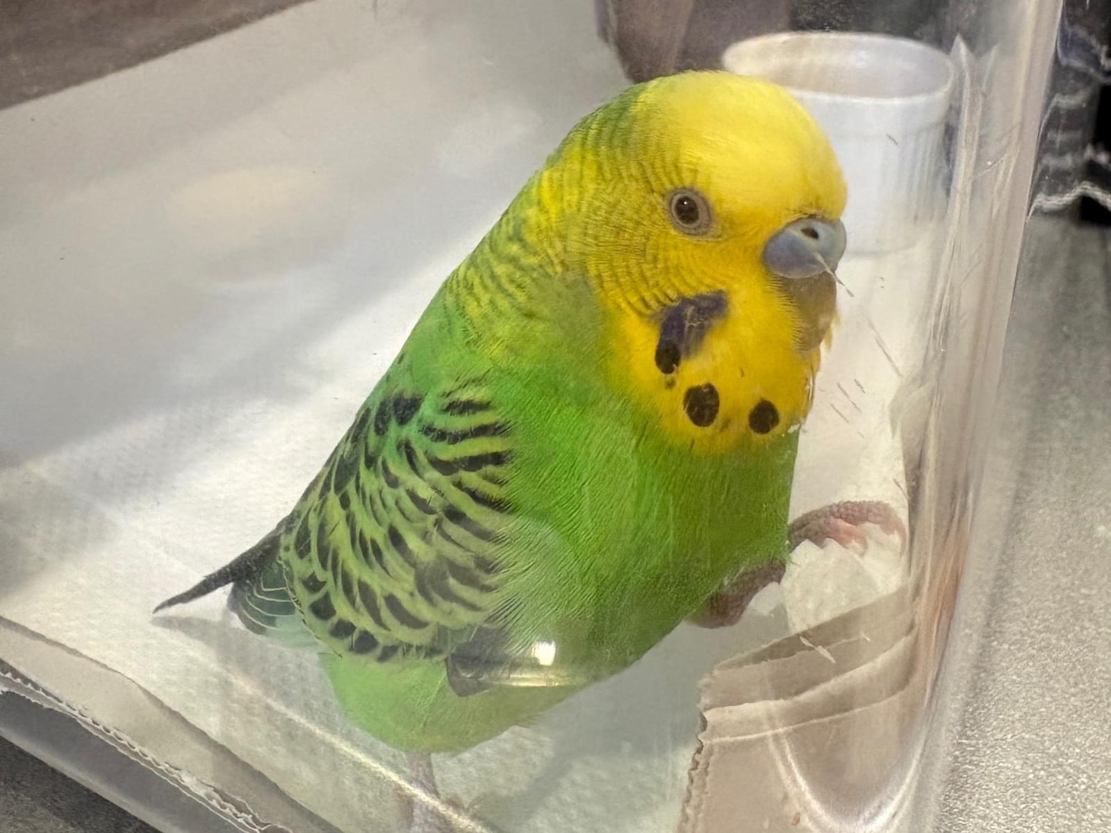 保護された鳥