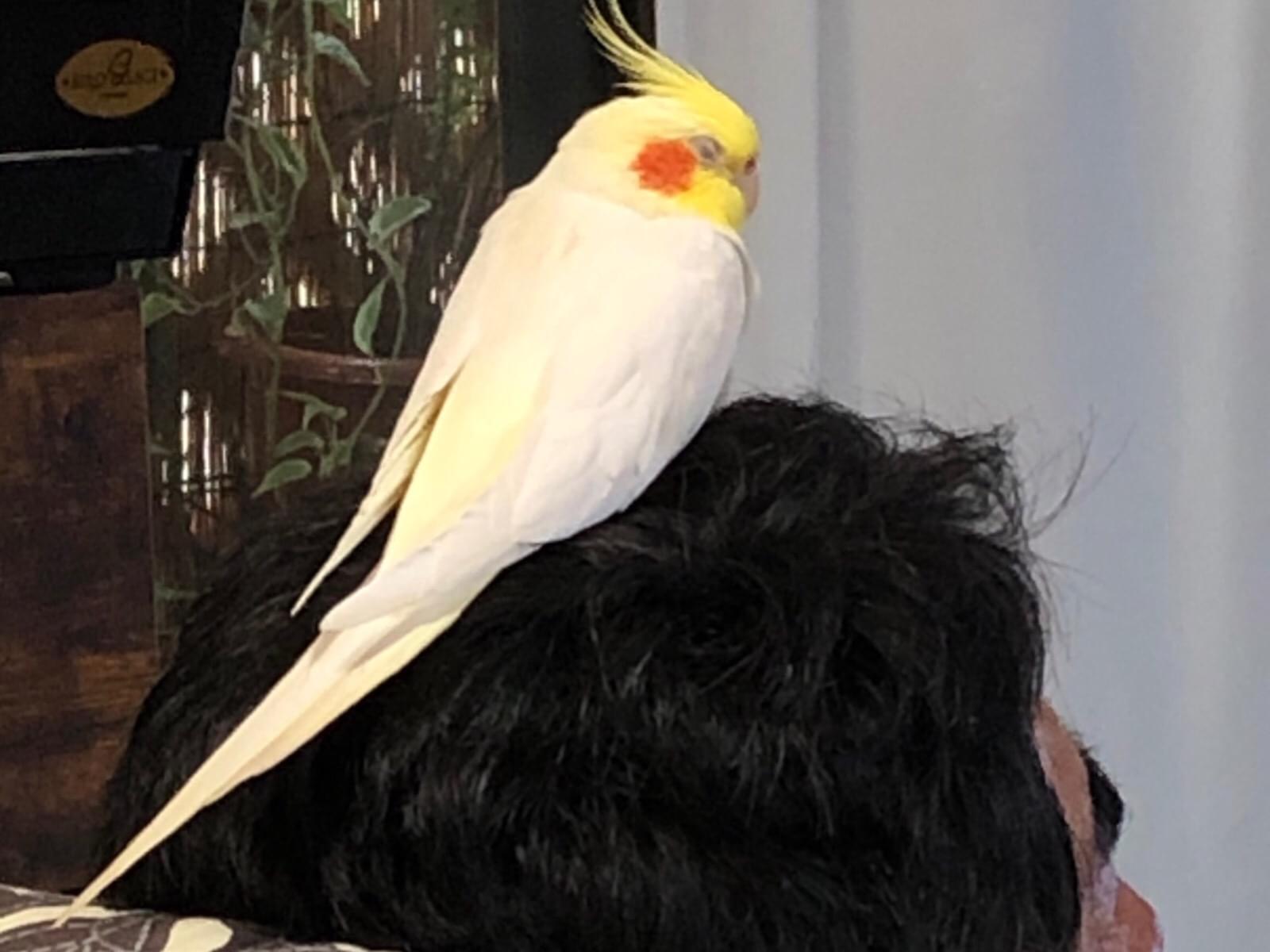 ポポちゃん ポポちゃん