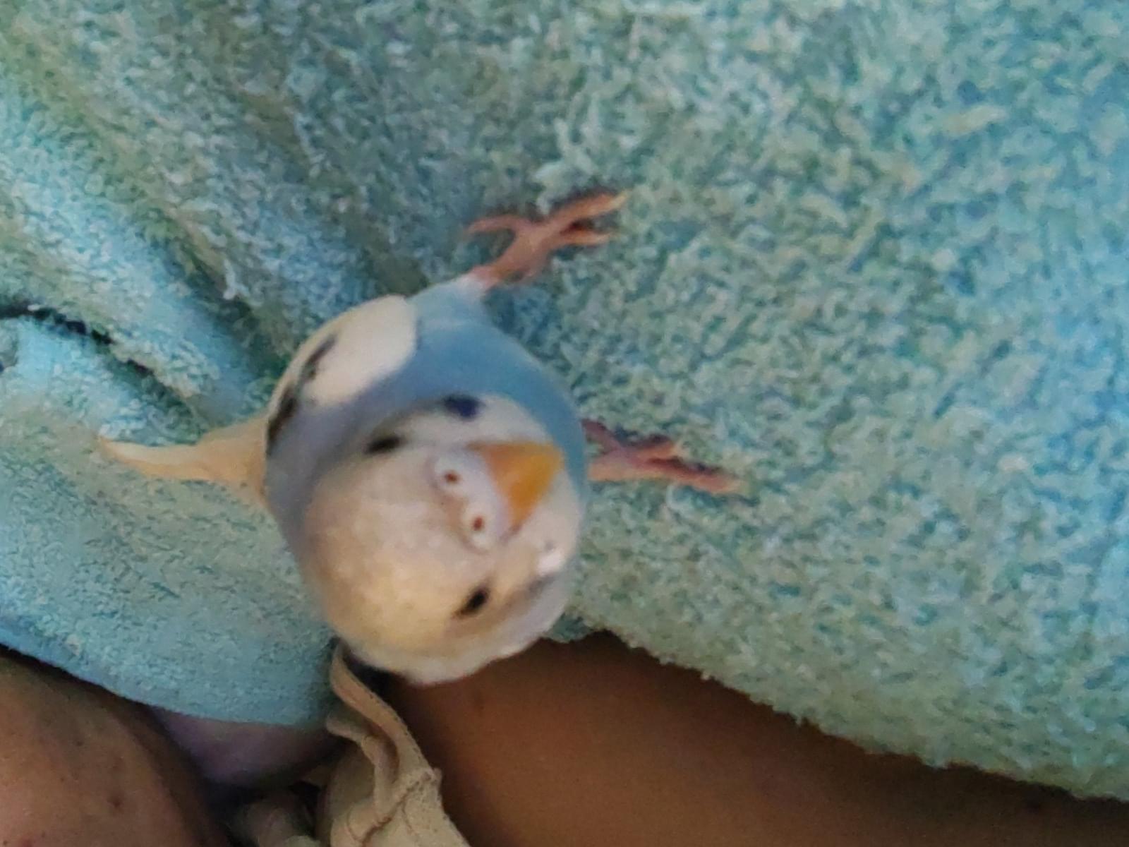 テンテンちゃん テンテンちゃん