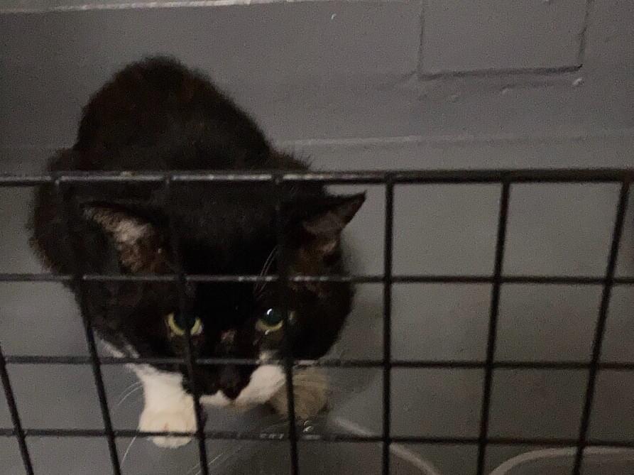 目撃された猫 目撃された猫