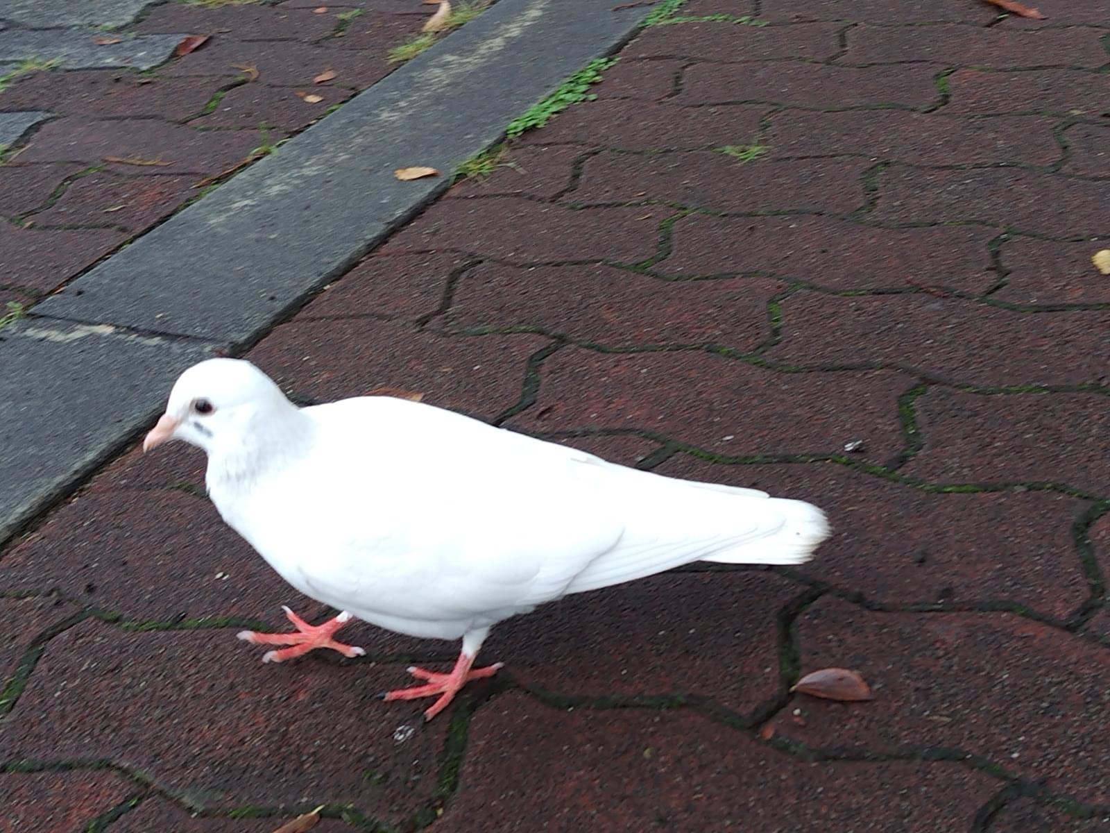 目撃された鳥 目撃された鳥