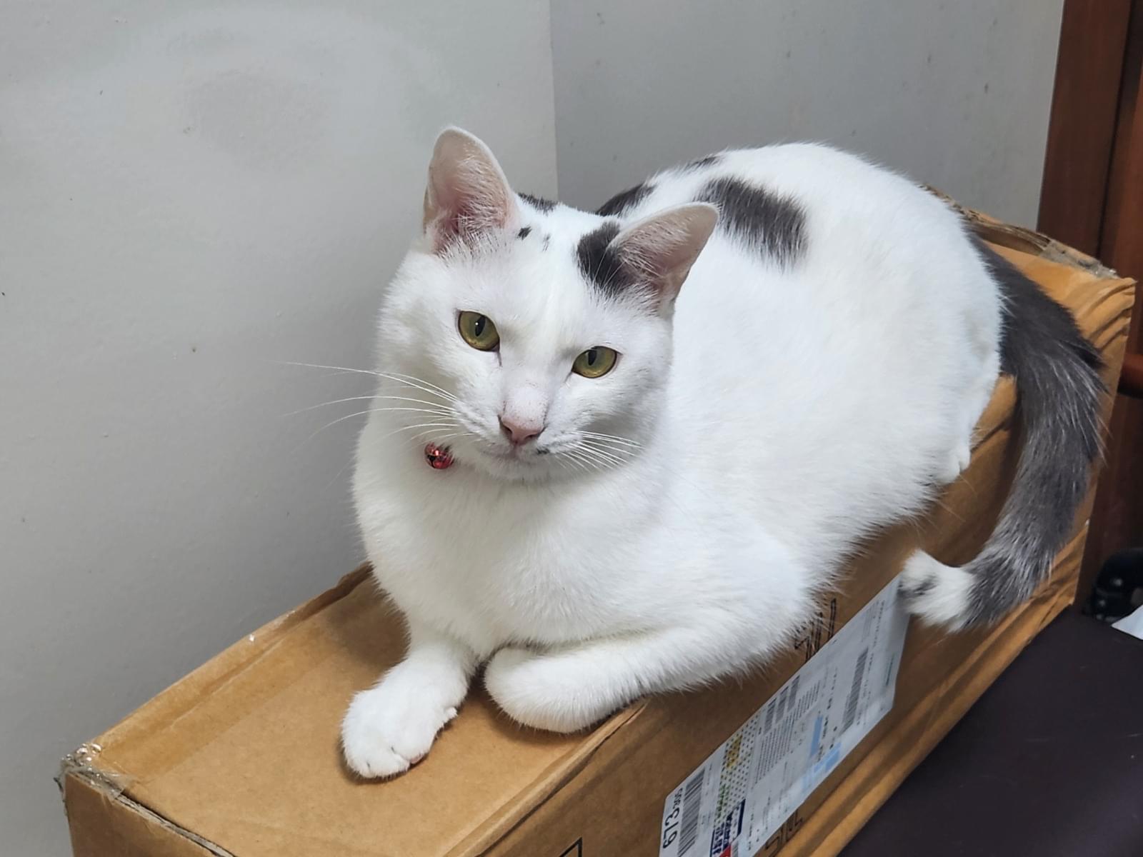 チョコちゃん チョコちゃん