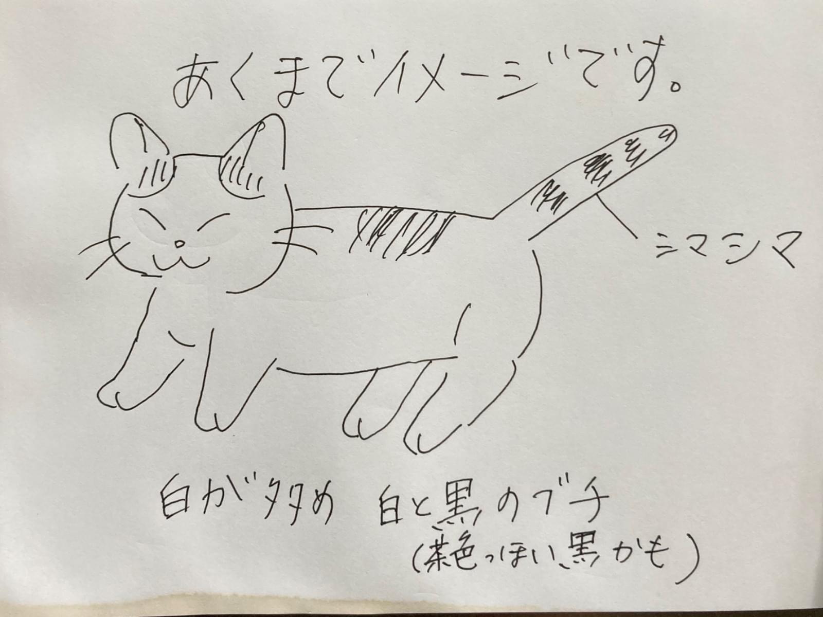 目撃された猫 目撃された猫