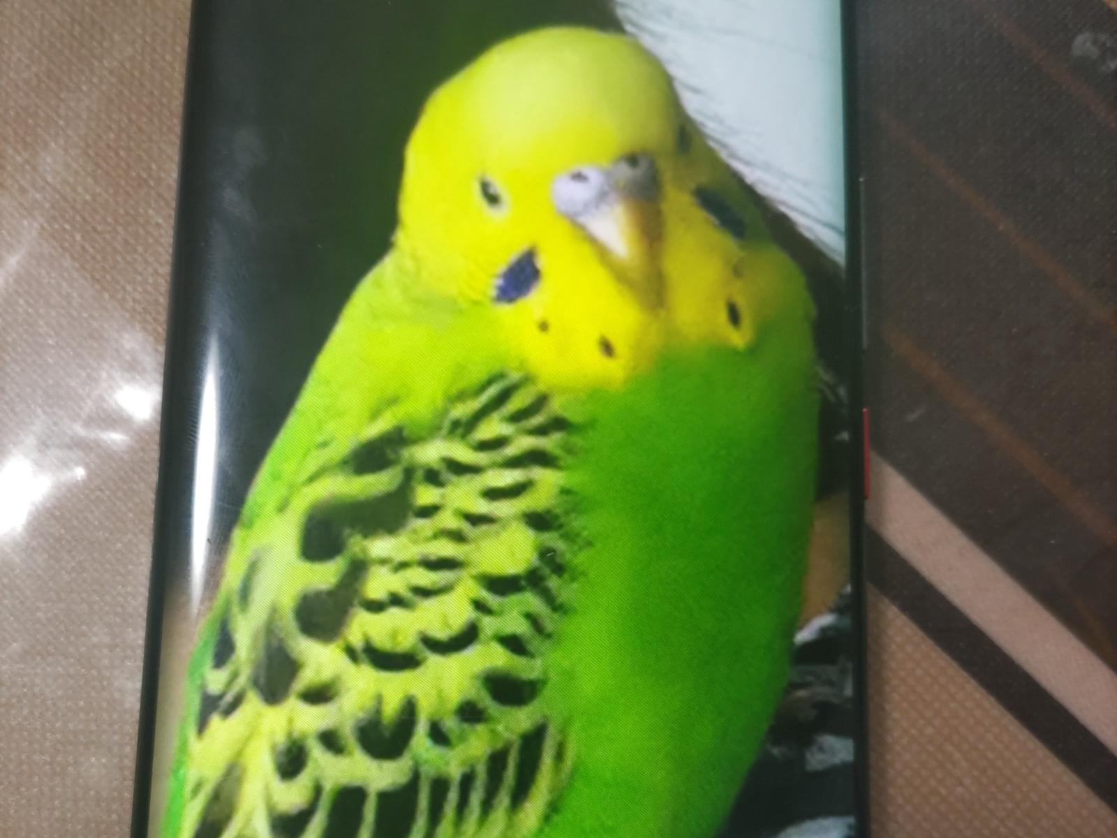 迷子になった鳥 迷子になった鳥