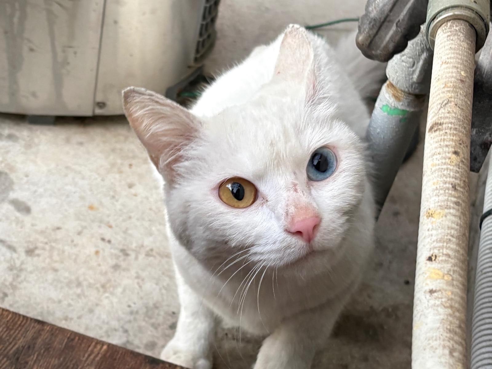 目撃された猫 目撃された猫