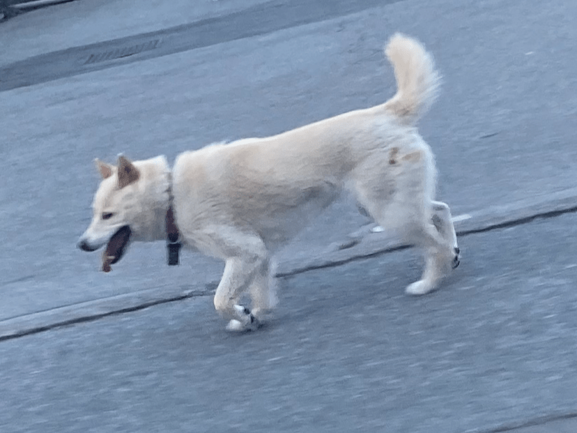 目撃された犬 目撃された犬