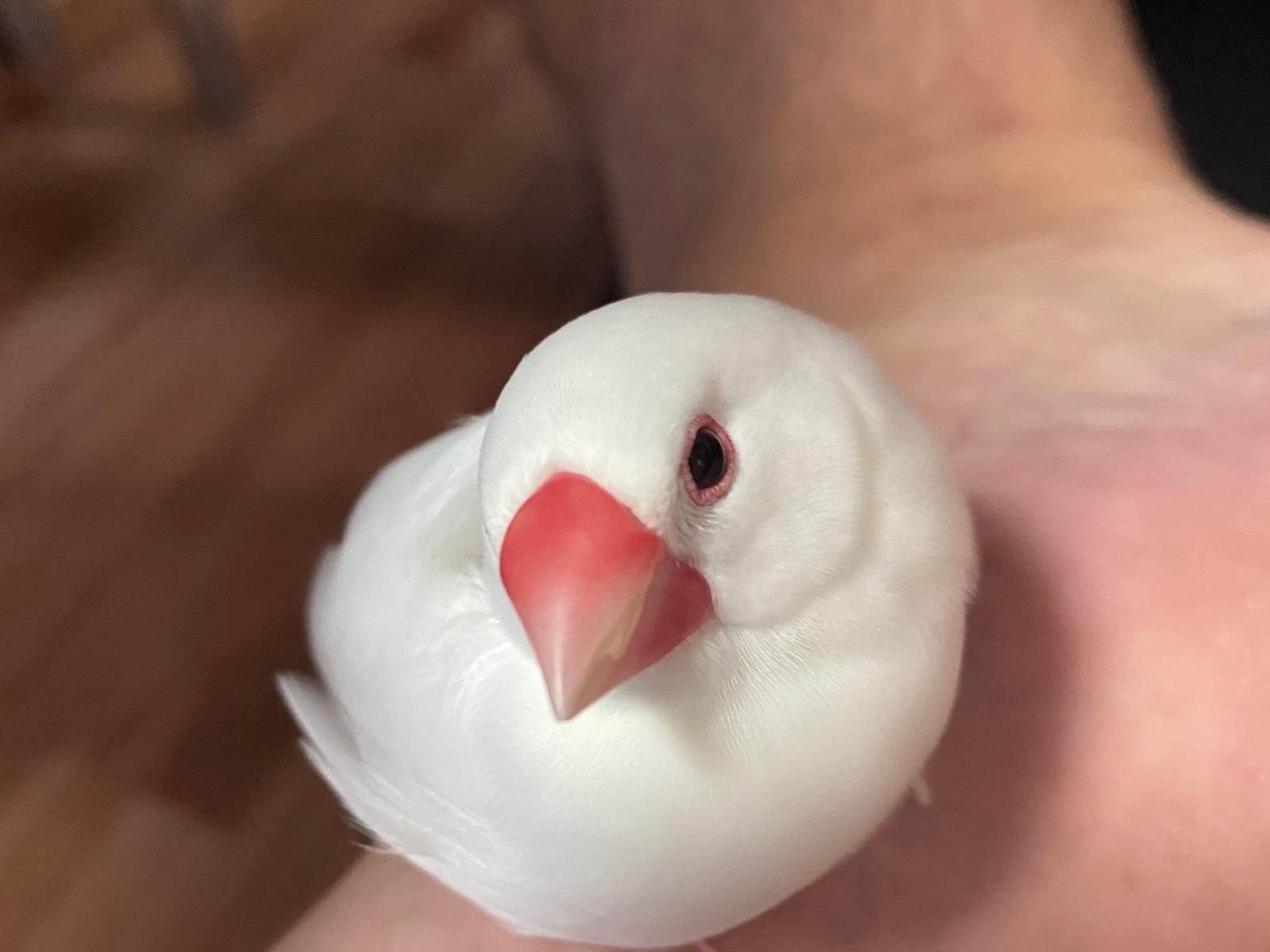 アイちゃん アイちゃん