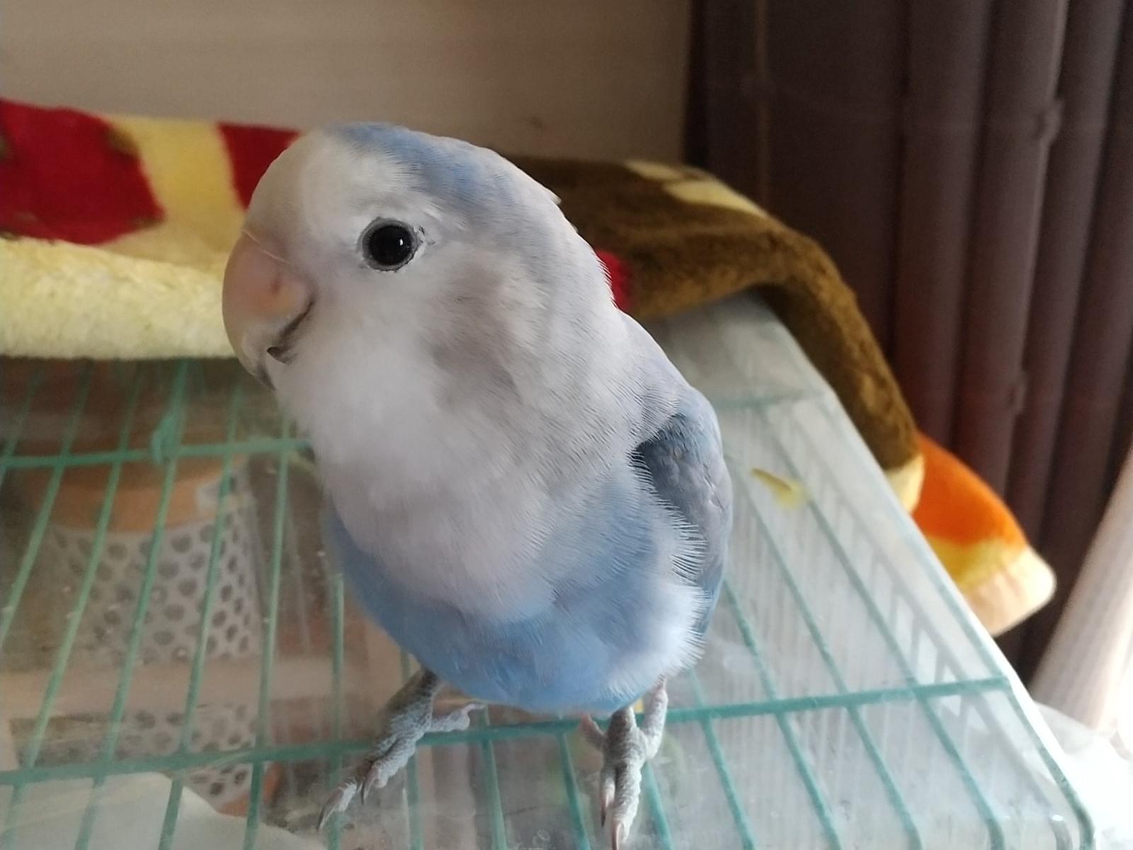 ラピちゃん ラピちゃん
