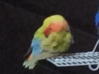 目撃された鳥 目撃された鳥