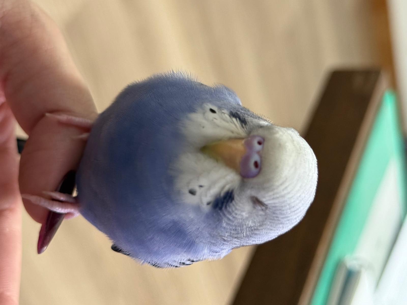 ピピちゃん ピピちゃん