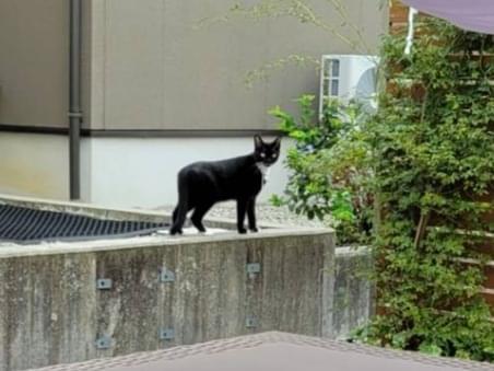 目撃された猫 目撃された猫