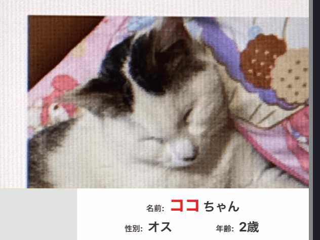 ココちゃん ココちゃん