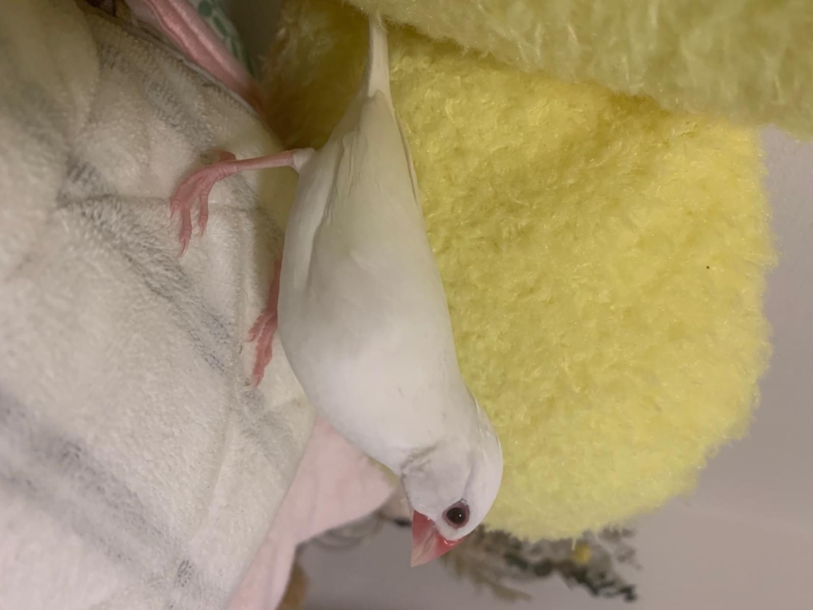 ふくまるちゃん ふくまるちゃん