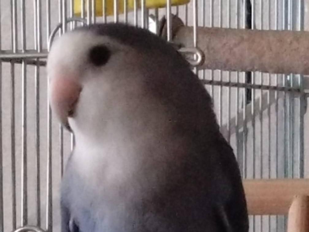 アントニオちゃん アントニオちゃん