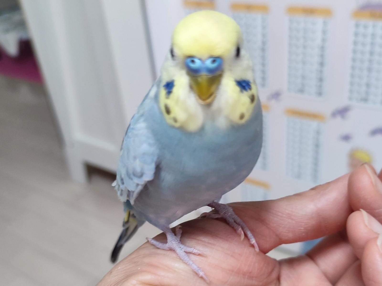保護された鳥 保護された鳥
