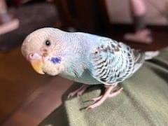 ちいちゃん ちいちゃん