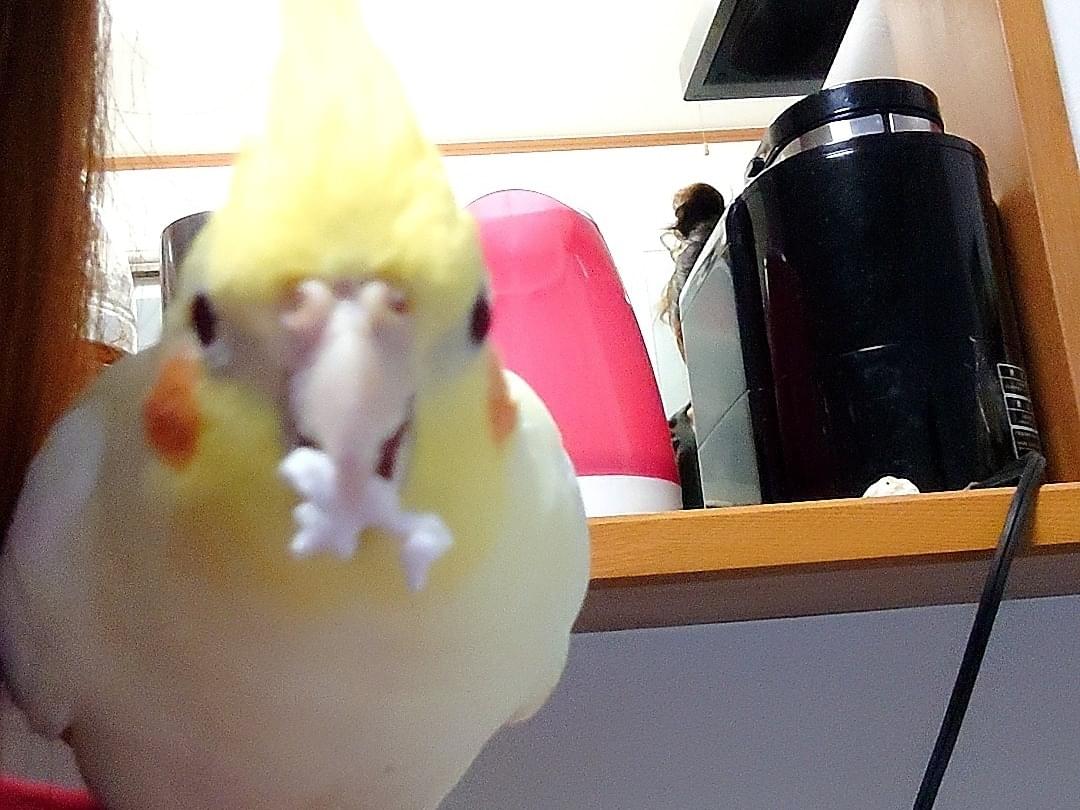 ビンタちゃん ビンタちゃん