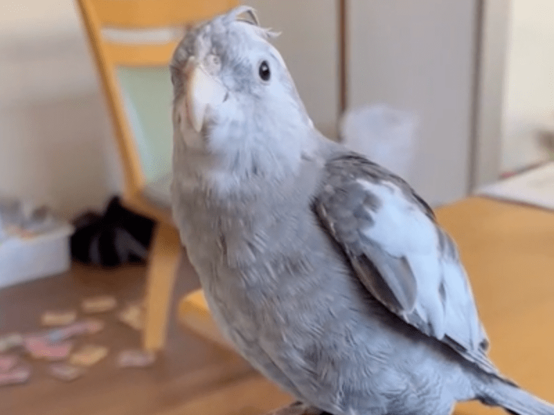 こゆきちゃん こゆきちゃん