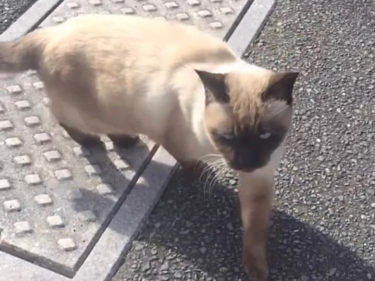 目撃された猫 目撃された猫