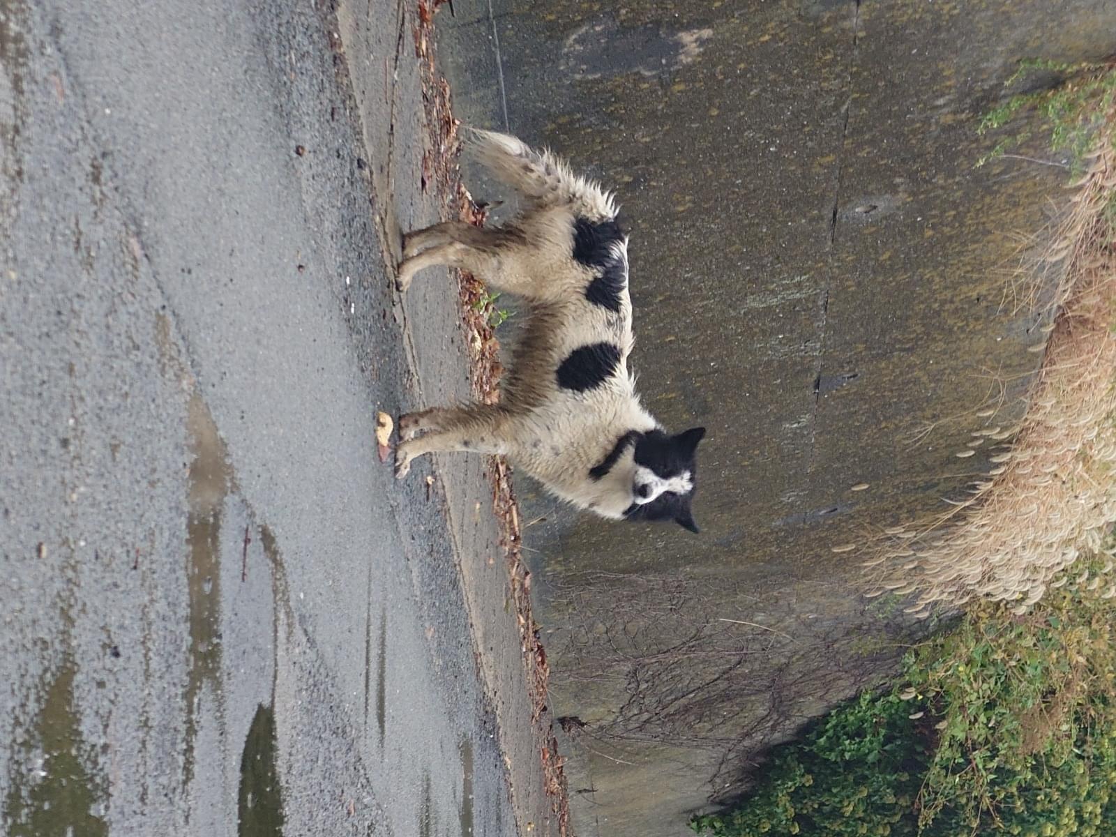 目撃された犬 目撃された犬