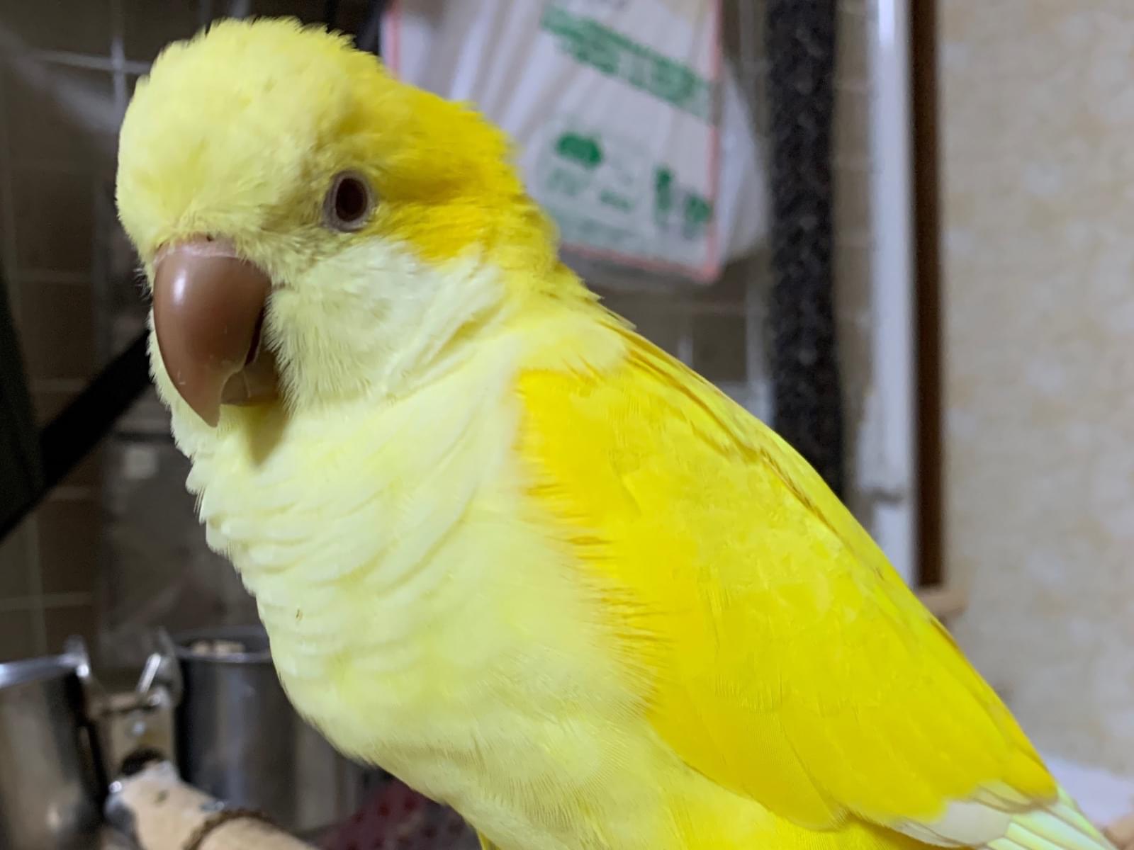 サンちゃん サンちゃん