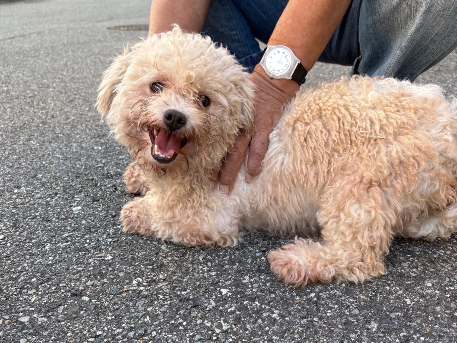 保護された犬 保護された犬