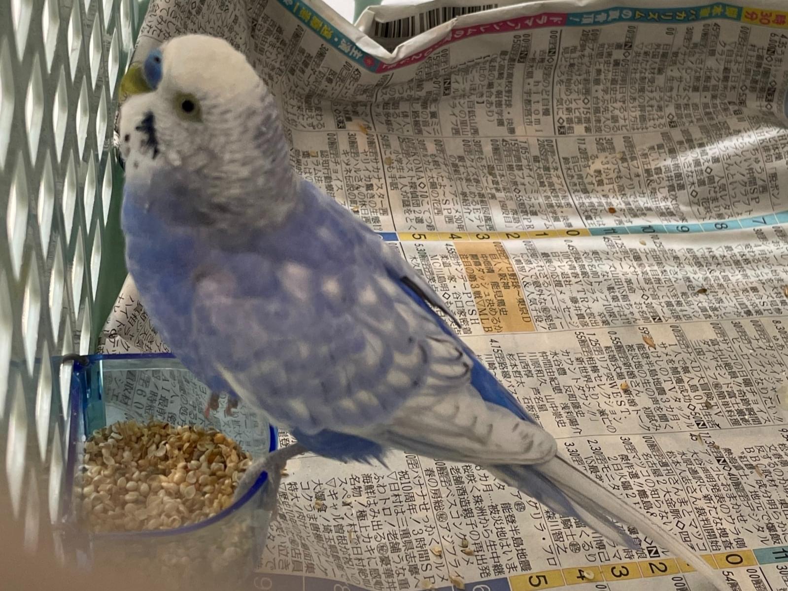 保護された鳥 保護された鳥
