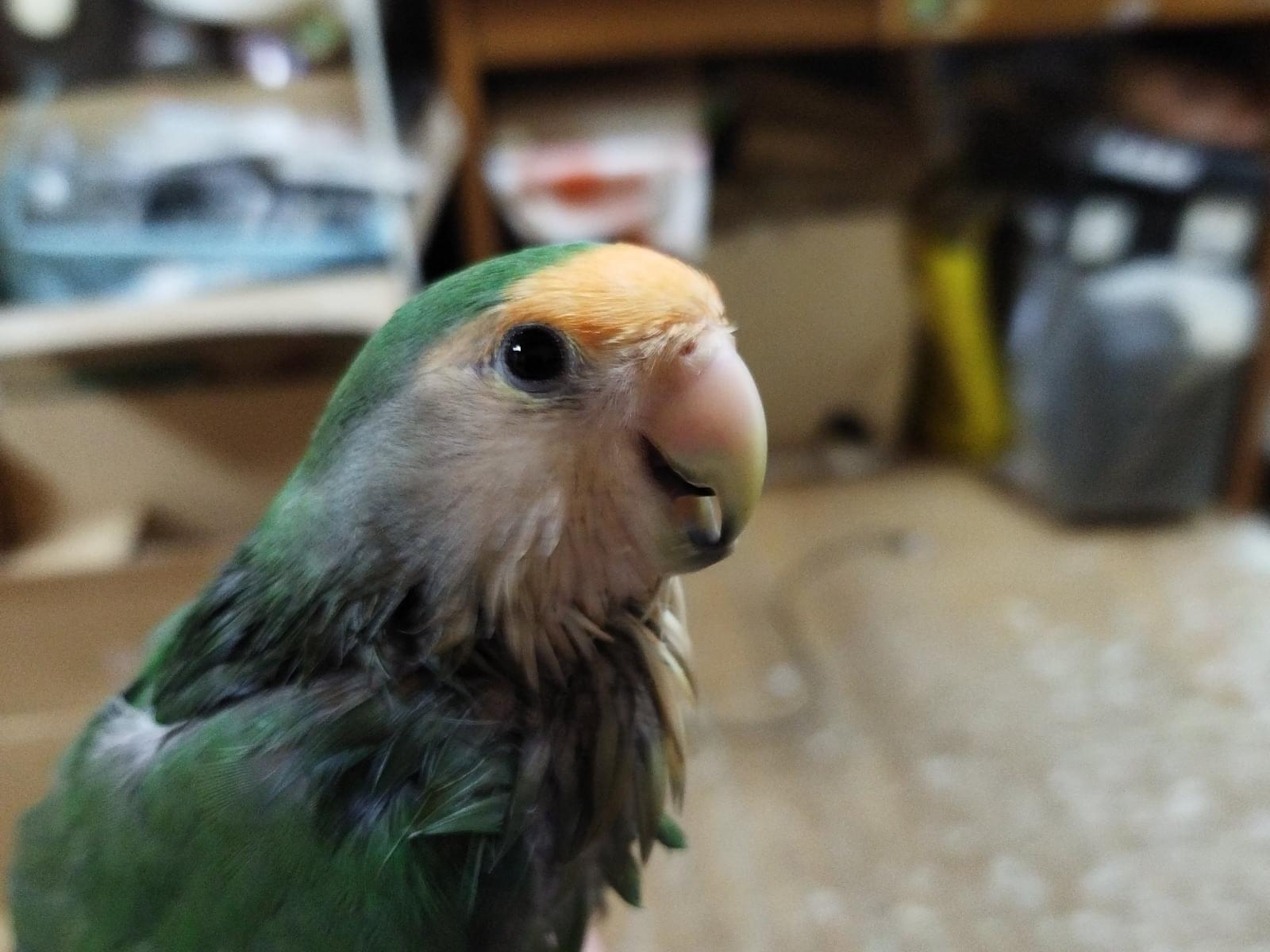 大介ちゃん 大介ちゃん