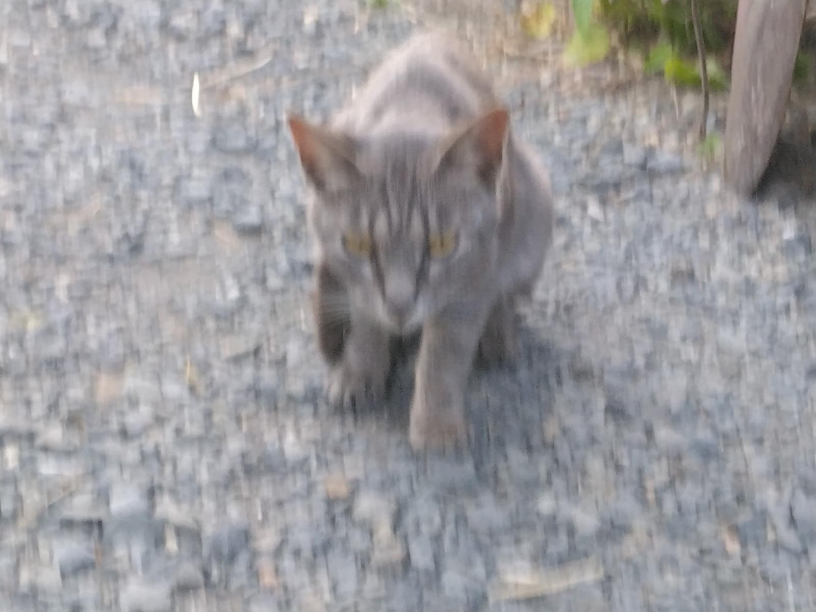 保護された猫 保護された猫