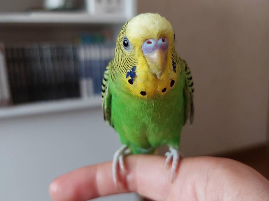 すずちゃん すずちゃん
